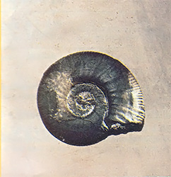 The flat coil of this cephalopod distinguishes it from the more common spiraled snail fossils.